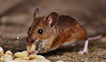 24 Hour & Emergency Exterminators in Bound Brk, NJ